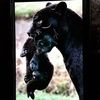 saveourbigcats1